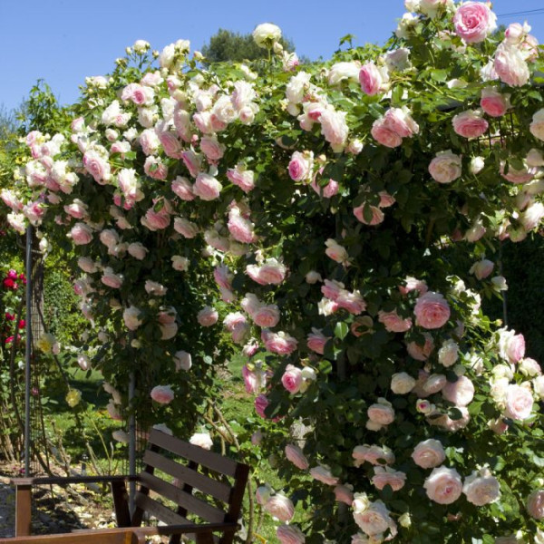 PIERRE DE RONSARD® Meiviolin PIERRE DE RONSARD® Meiviolin